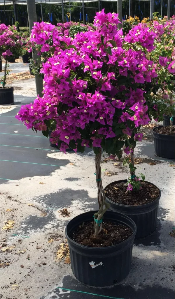 Mandevillea Patio Tree