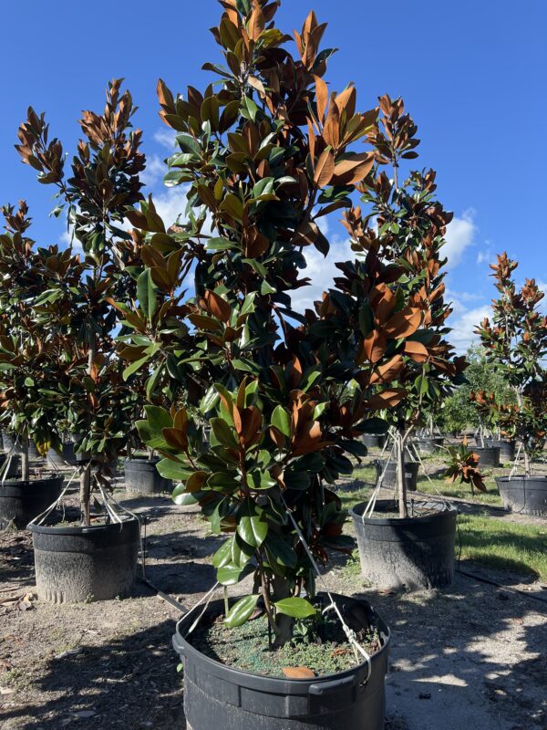 Magnolia Tree