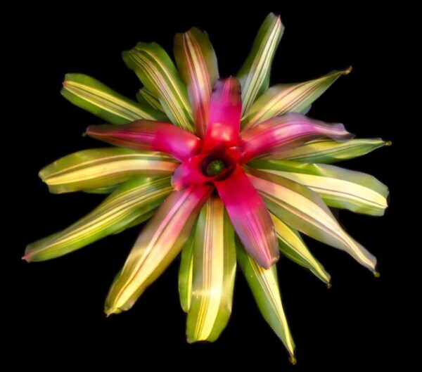 Andre Bromeliad