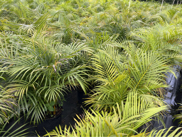 Areca Palm - Image 4