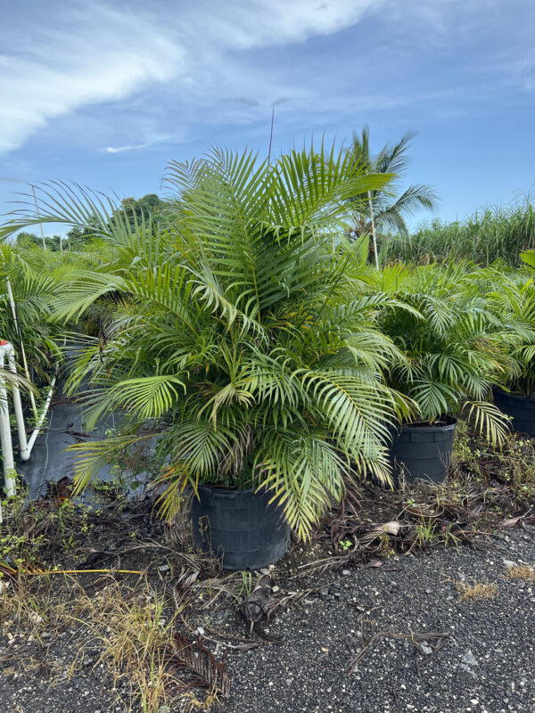 Areca Palm