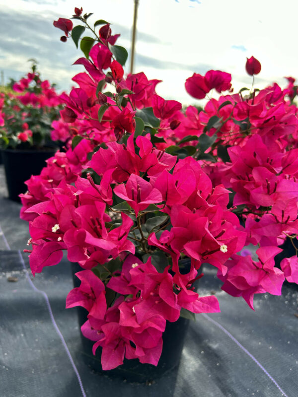 Bougainvillea Tree - Image 4