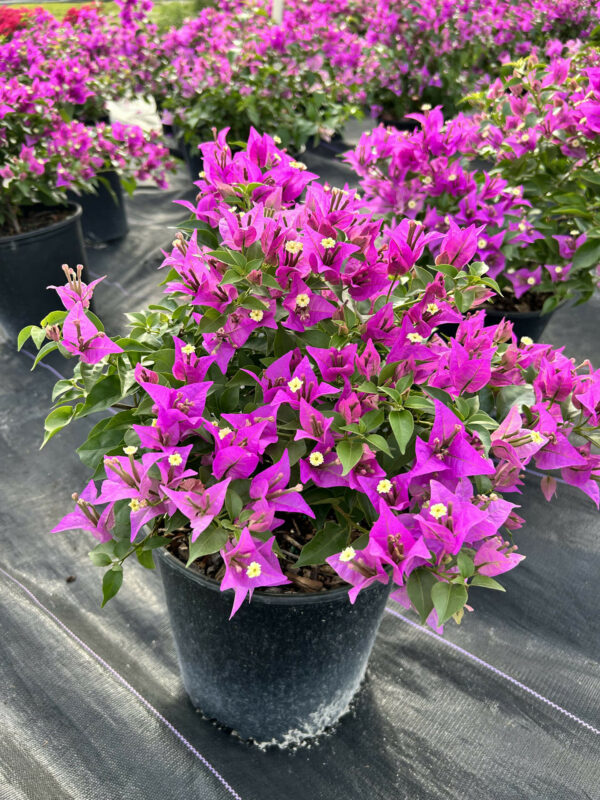 Bougainvillea Tree - Image 5