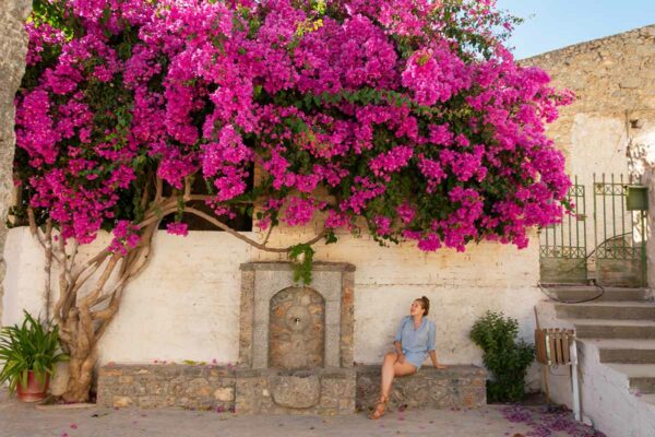 Bougainvillea Tree - Image 2