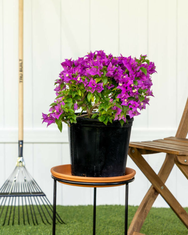 Bougainvillea Bush