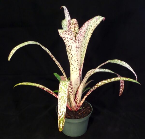 Casa Blanca Bromeliads