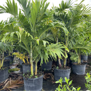 Palm Trees