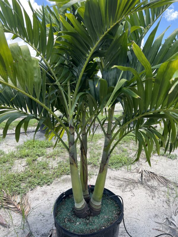Christmas Palm Triple Headed