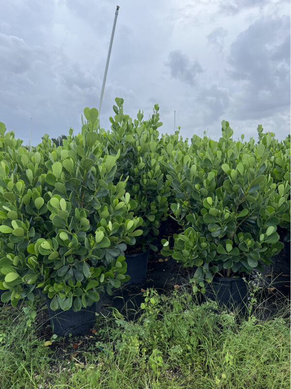 Clusia - Image 4