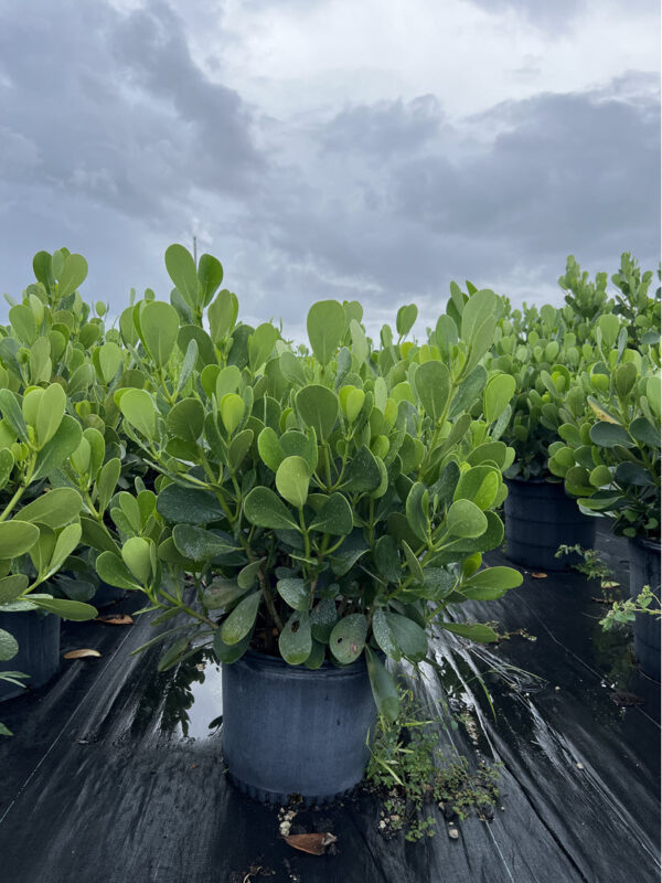 Clusia - Image 3
