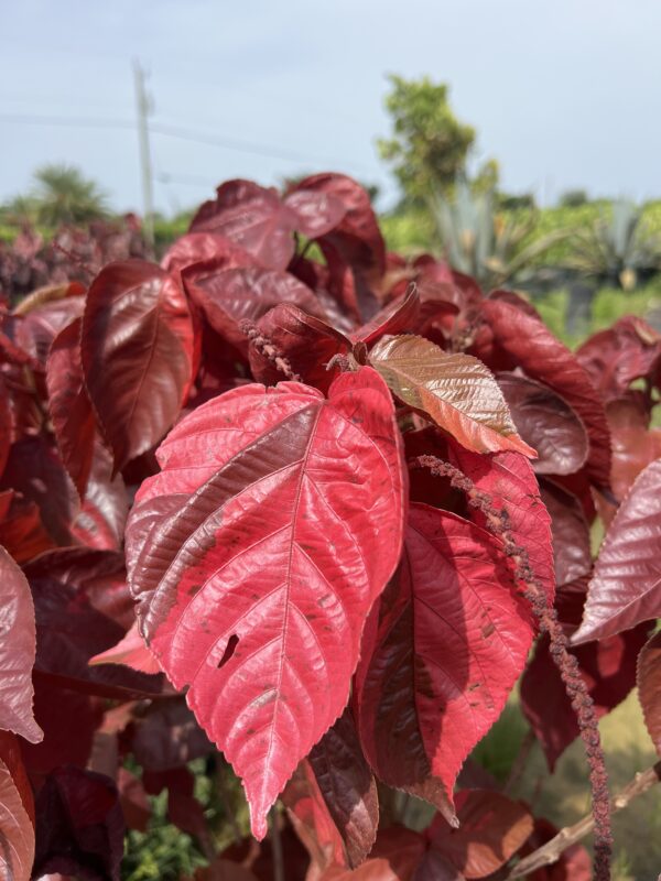 Copper Leaf Louisiana Red
