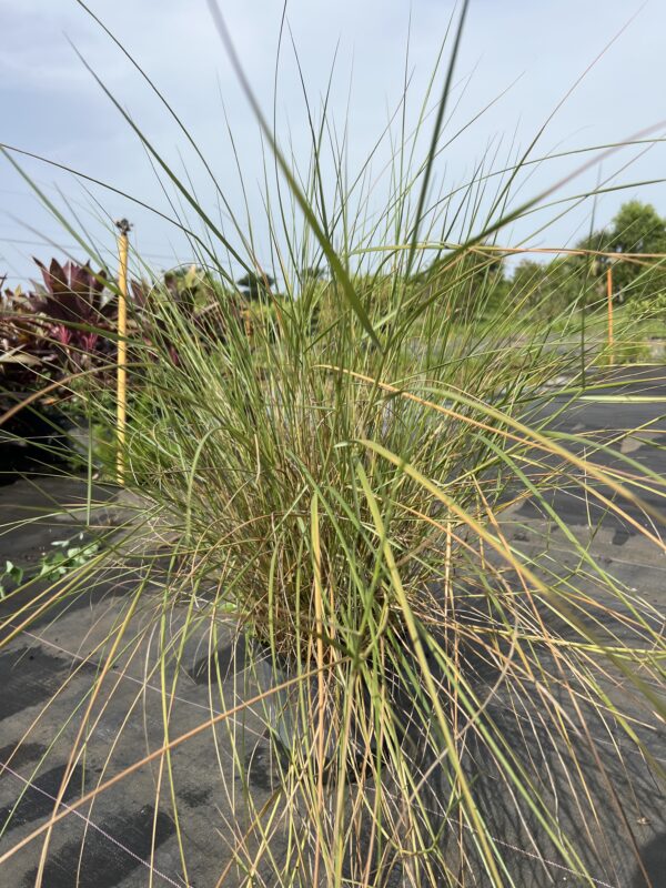 Cord Grass
