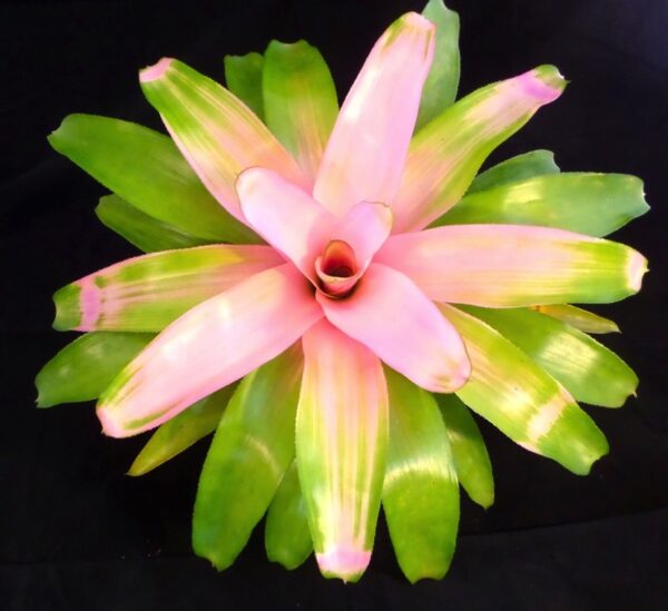 Cotton Candy Bromeliads