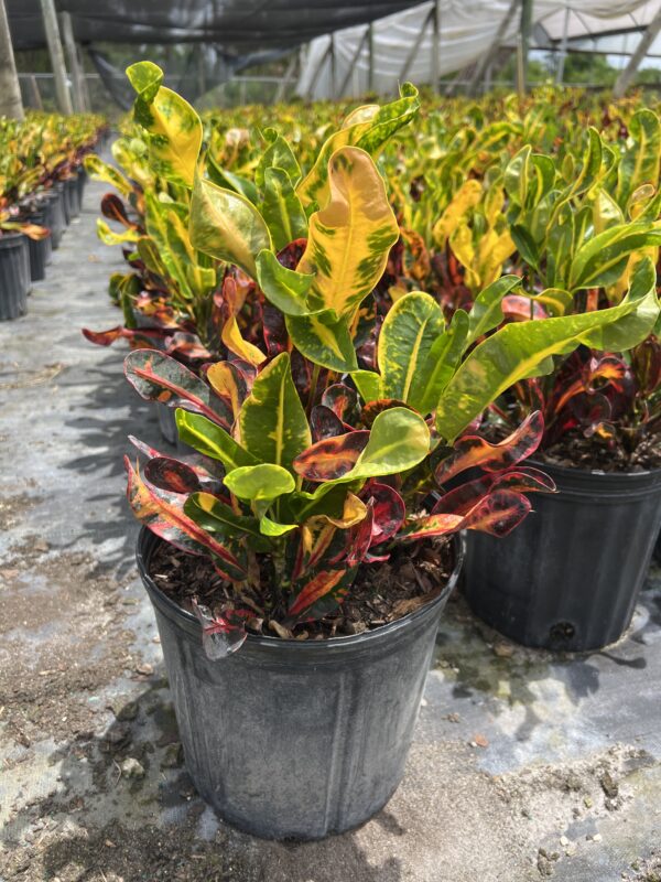 Croton Mammy