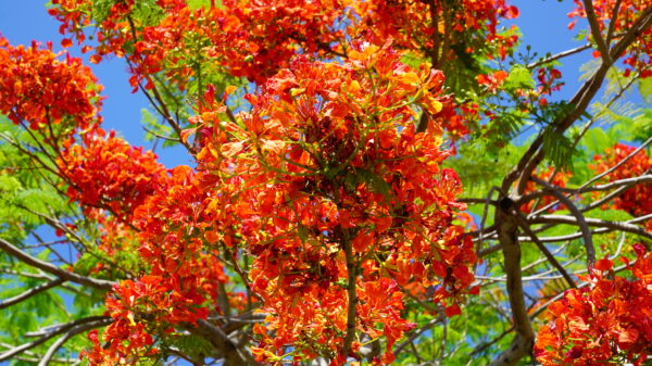 Royal Poinciana - Image 8