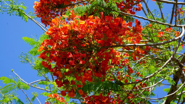 Royal Poinciana - Image 7