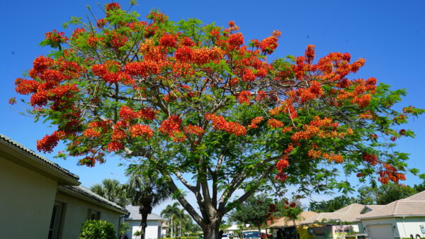 Royal Poinciana - Image 6