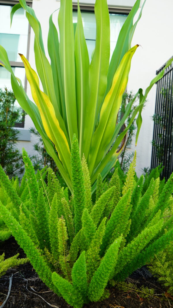 Foxtail Fern - Image 3