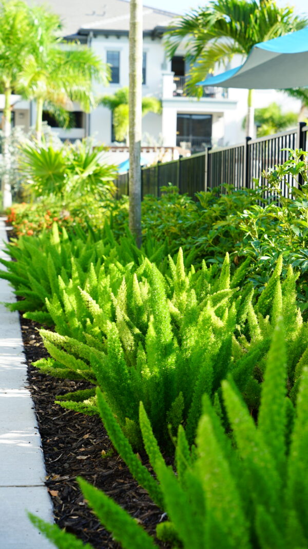Foxtail Fern - Image 2