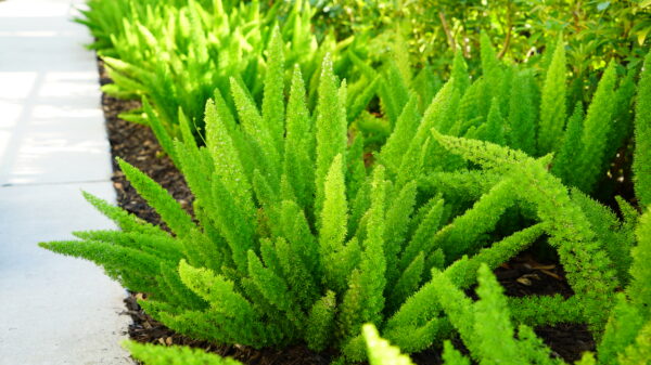 Foxtail Fern