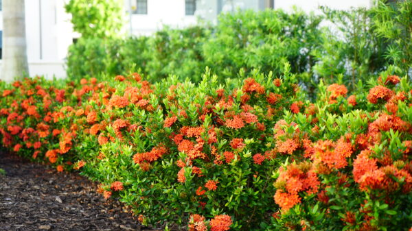 Ixora Dwarf