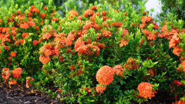 Ixora Dwarf - Image 4
