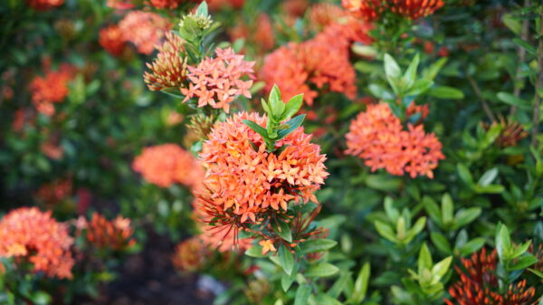 Ixora Dwarf - Image 3