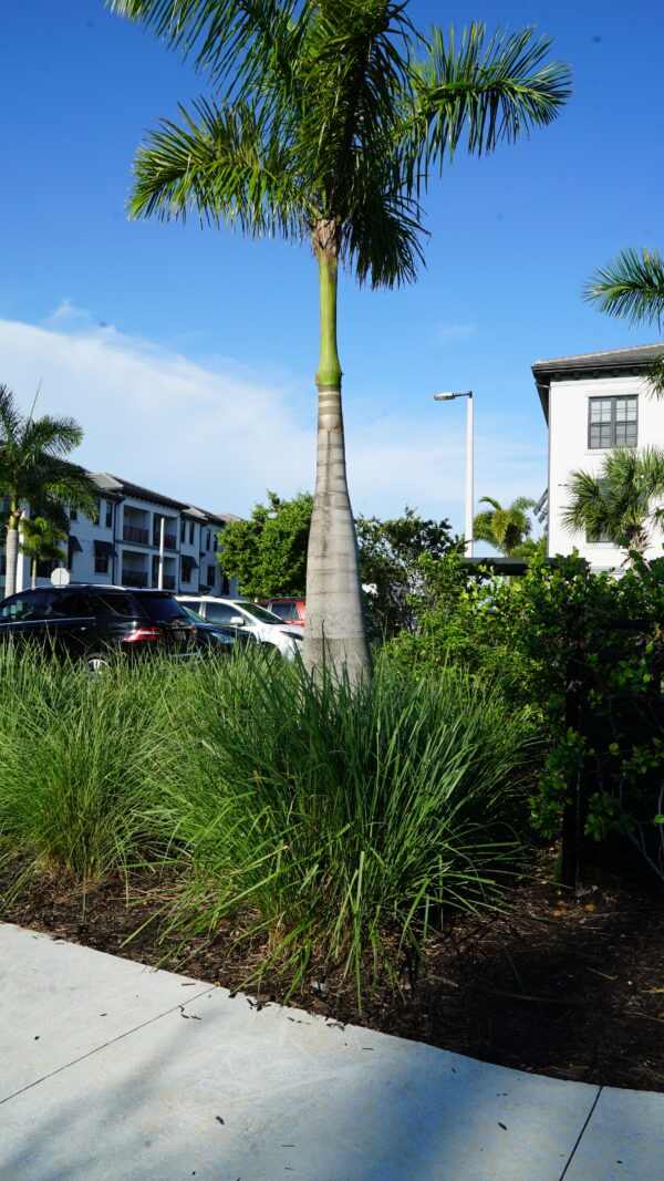 Fakahatchee Grass