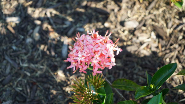 Ixora Dwarf - Image 2