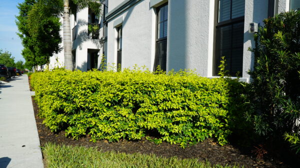 Duranta