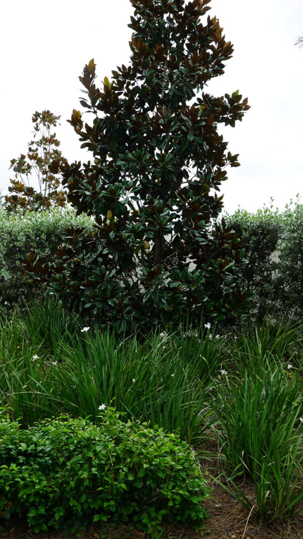 African Iris - Image 3