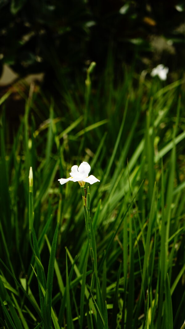 African Iris - Image 2