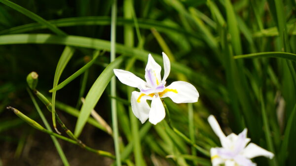 African Iris