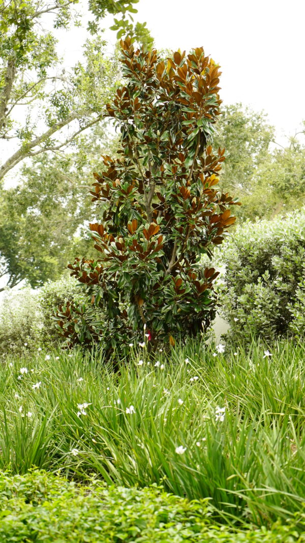 Magnolia Tree - Image 2