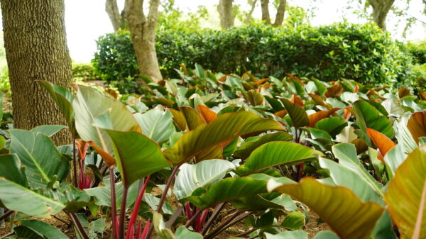 Red Congo - Image 2
