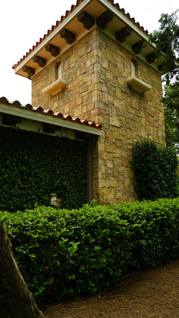 Creeping Fig - Image 2