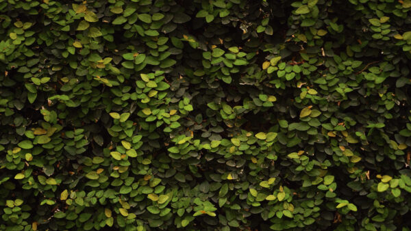 Creeping Fig