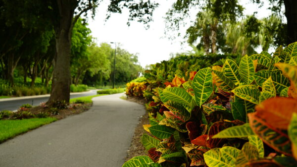 Croton Petra - Image 3