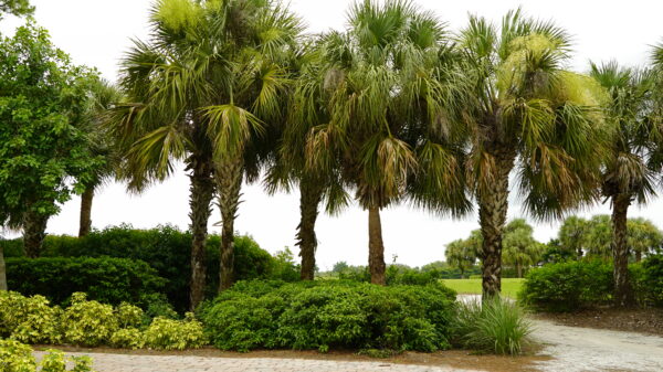 Cabbage Palm - Image 3