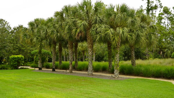 Cabbage Palm - Image 2