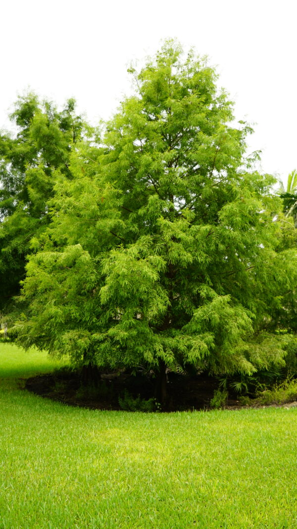 Bald Cypress - Image 6