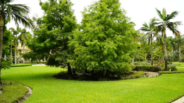 Bald Cypress - Image 5