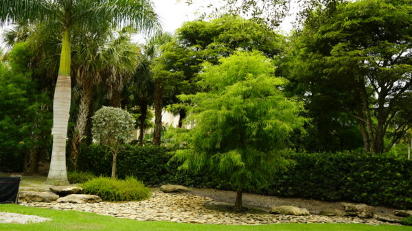 Bald Cypress - Image 4