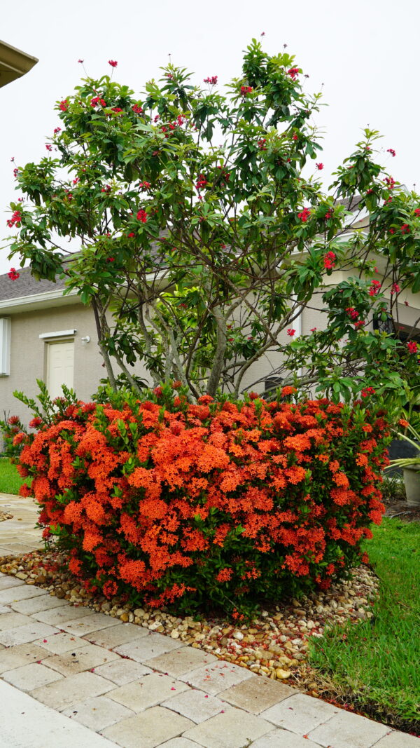 Ixora Dwarf - Image 6
