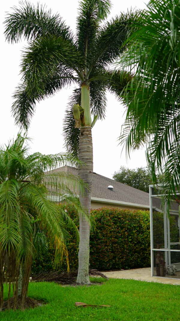 Foxtail Palm Single - Image 2