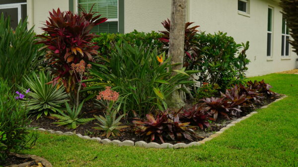 Bird of Paradise Orange - Image 2