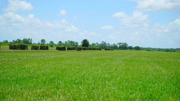 Floratam - Image 3