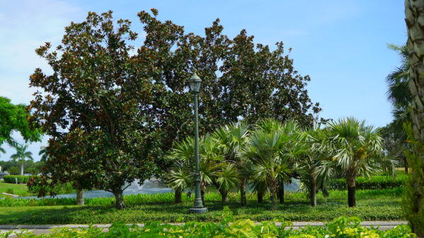 Magnolia Tree - Image 3