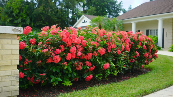 Ixora Nora Grant - Image 2