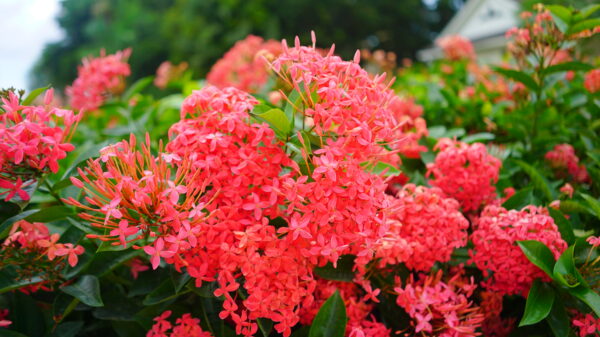 Ixora Nora Grant